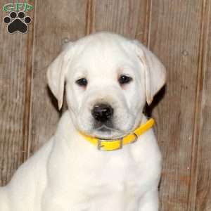 Cooper, Yellow Labrador Retriever Puppy