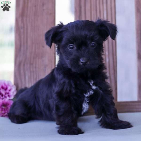 Cooper, Yorkie Poo Puppy