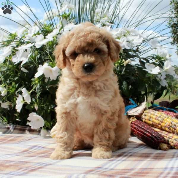 Cora, Cavapoo Puppy
