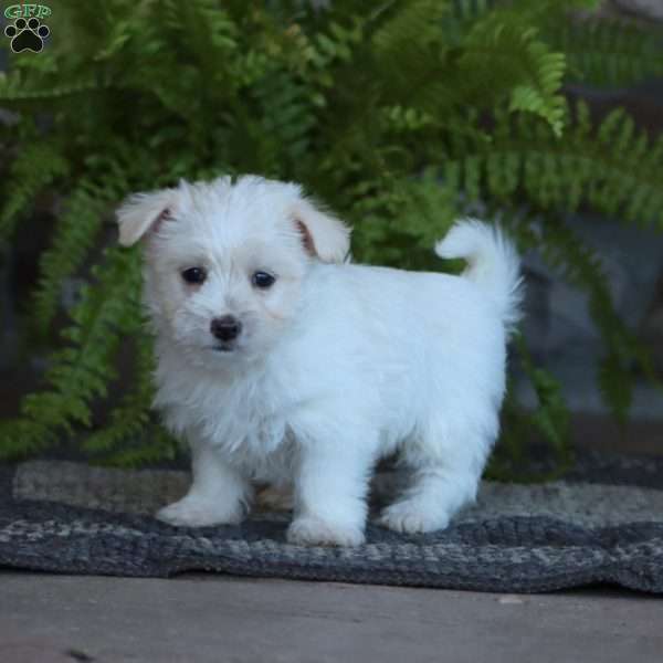 Cori, Morkie / Yorktese Puppy