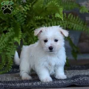 Cori, Morkie / Yorktese Puppy