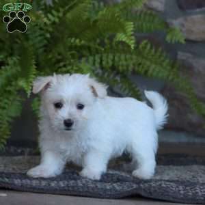 Cori, Morkie / Yorktese Puppy