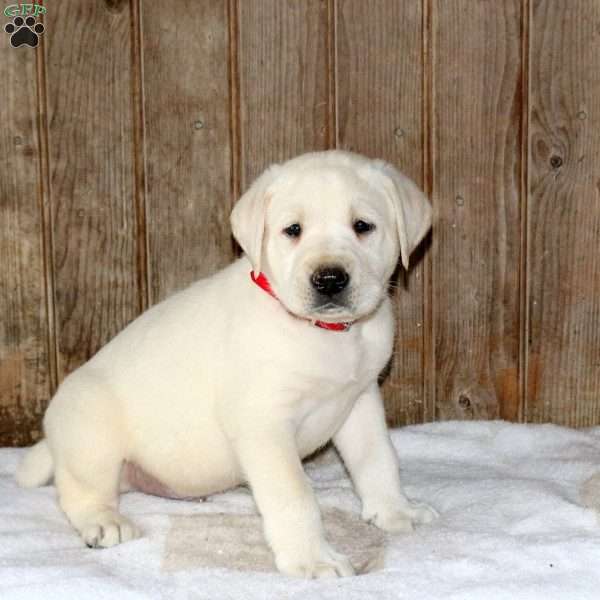 Cosmo, Yellow Labrador Retriever Puppy