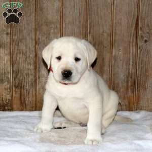 Cosmo, Yellow Labrador Retriever Puppy