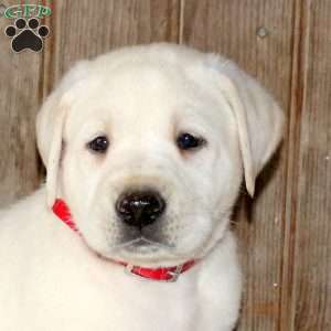 Cosmo, Yellow Labrador Retriever Puppy