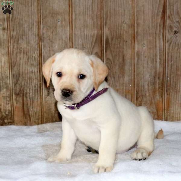 Cricket, Yellow Labrador Retriever Puppy