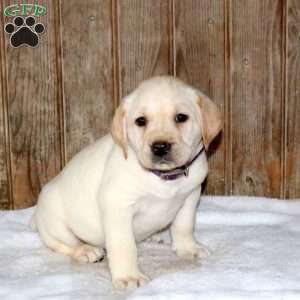 Cricket, Yellow Labrador Retriever Puppy