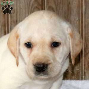 Cricket, Yellow Labrador Retriever Puppy