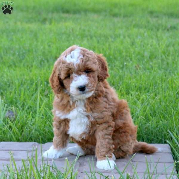 Crush, Mini Goldendoodle Puppy