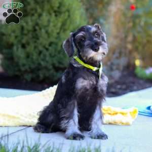 Cruz, Miniature Schnauzer Puppy