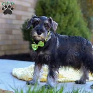 Cruz, Miniature Schnauzer Puppy