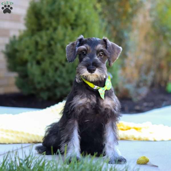 Cruz, Miniature Schnauzer Puppy