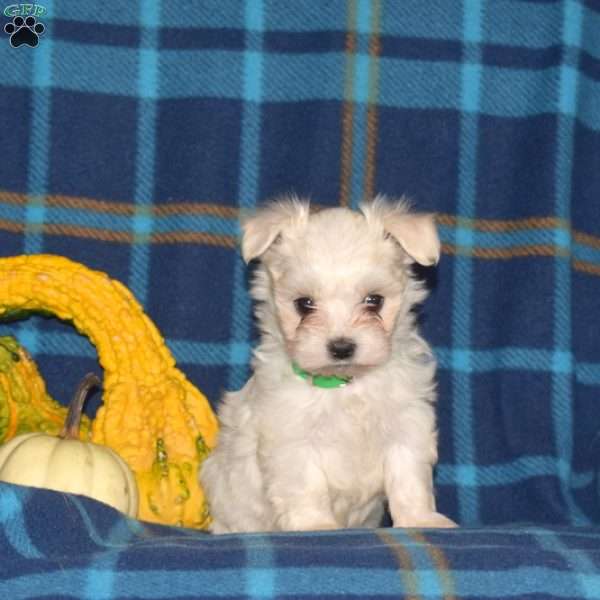 Cucumber, Maltese Puppy