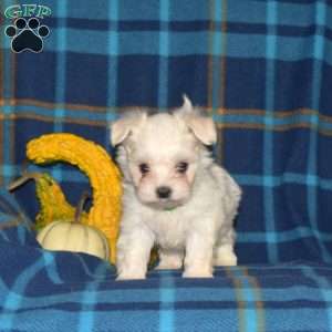Cucumber, Maltese Puppy