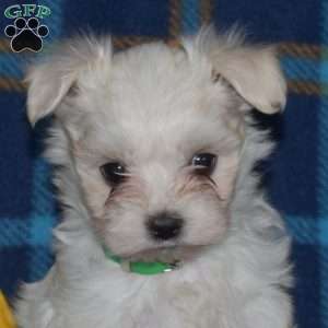 Cucumber, Maltese Puppy