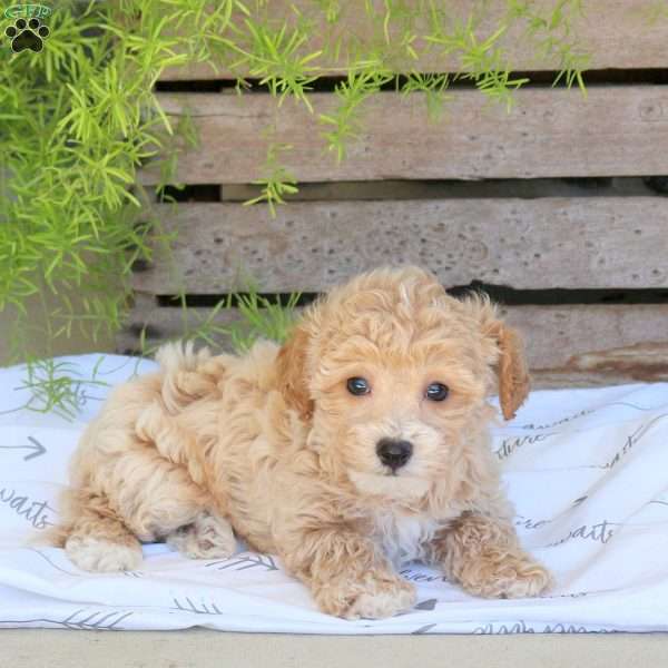 Cuddles, Bich-Poo Puppy