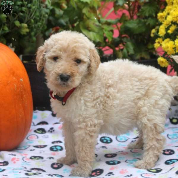Cuddles, Mini Goldendoodle Puppy