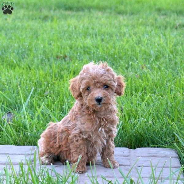 Cuddles, Mini Goldendoodle Puppy