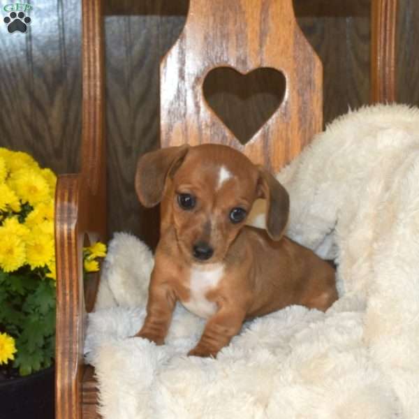 Cuddles, Dachshund Puppy