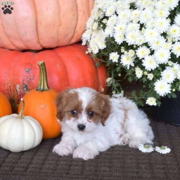 Cuddles, Cavapoo Puppy