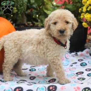 Cuddles, Mini Goldendoodle Puppy