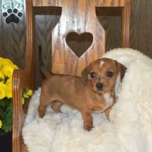 Cuddles, Dachshund Puppy
