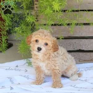 Cuddles, Bich-Poo Puppy