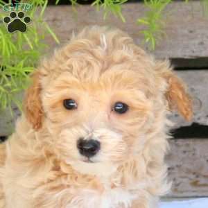 Cuddles, Bich-Poo Puppy