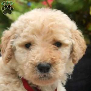 Cuddles, Mini Goldendoodle Puppy
