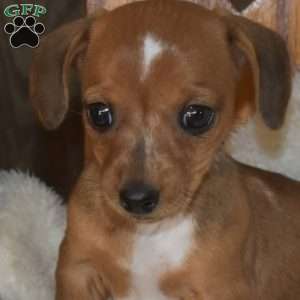 Cuddles, Dachshund Puppy