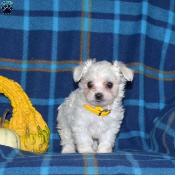 Cuddly, Maltese Puppy