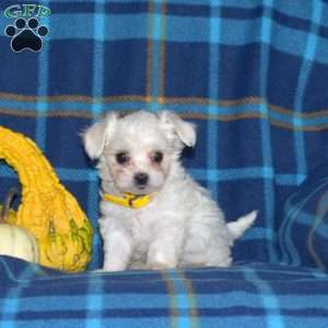 Cuddly, Maltese Puppy