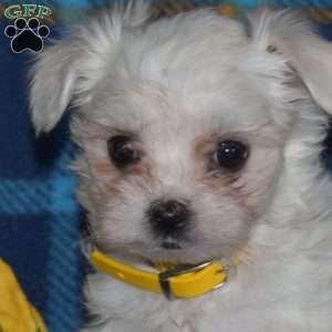 Cuddly, Maltese Puppy