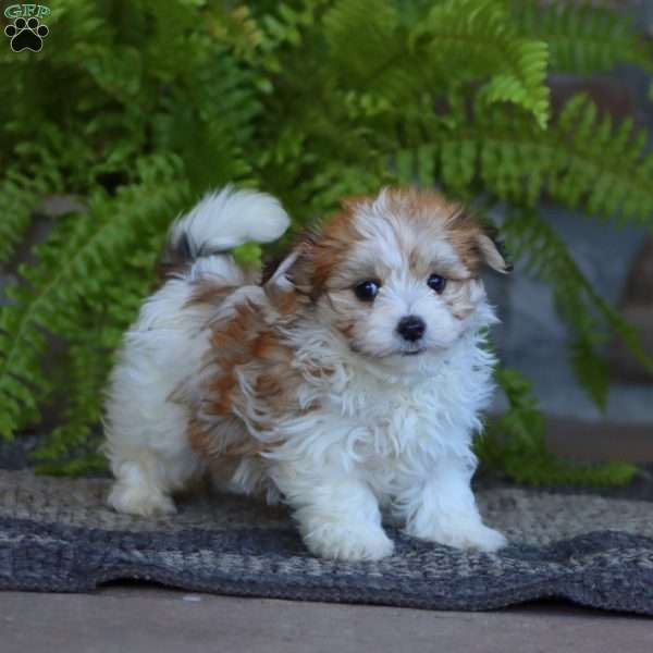 Cullin, Morkie / Yorktese Puppy
