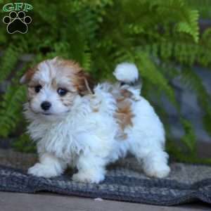 Cullin, Morkie / Yorktese Puppy