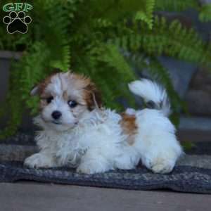 Cullin, Morkie / Yorktese Puppy