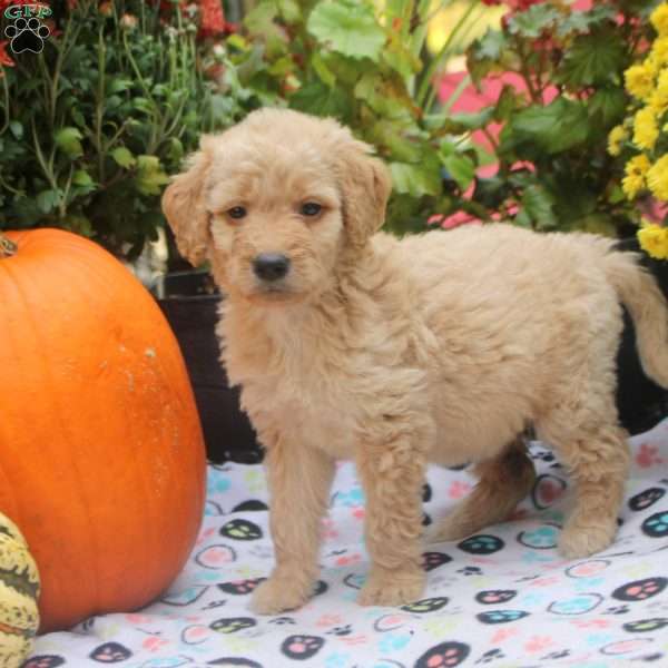 Cumin, Mini Goldendoodle Puppy
