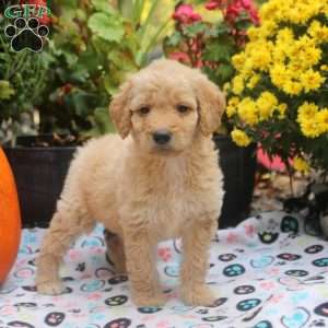 Cumin, Mini Goldendoodle Puppy
