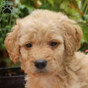 Cumin, Mini Goldendoodle Puppy