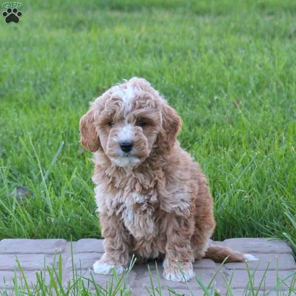 Cupcake, Mini Goldendoodle Puppy