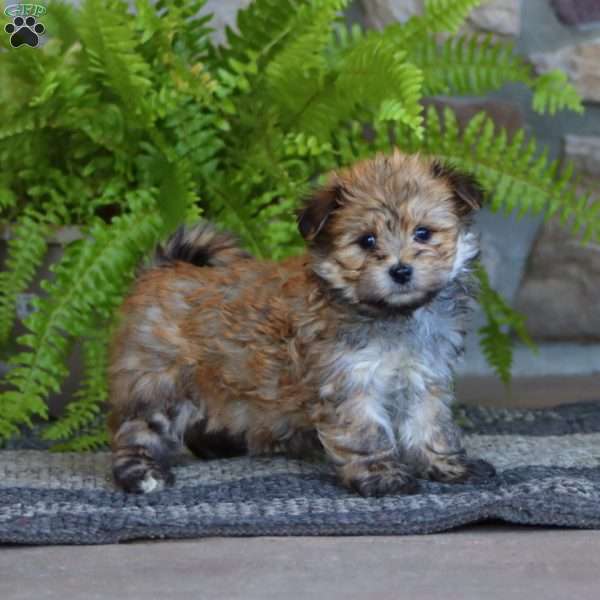 Curtis, Morkie / Yorktese Puppy