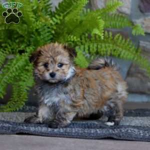 Curtis, Morkie / Yorktese Puppy