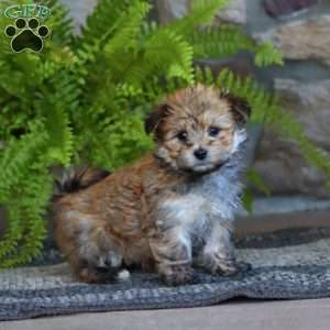 Curtis, Morkie / Yorktese Puppy