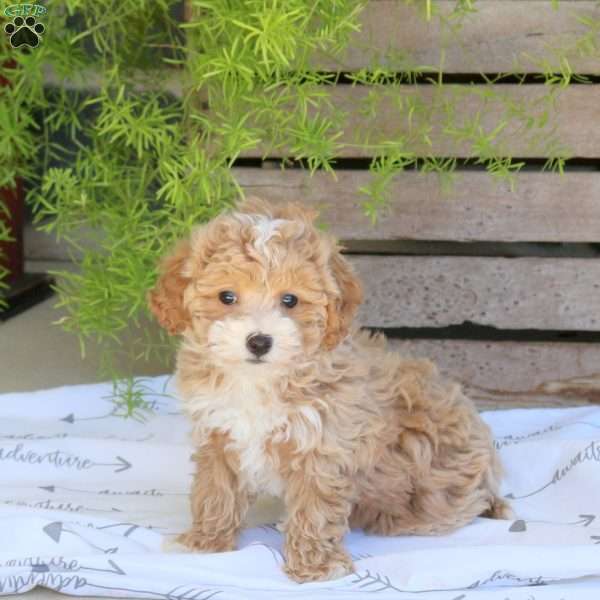 Cutie, Bich-Poo Puppy