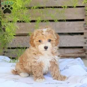 Cutie, Bich-Poo Puppy
