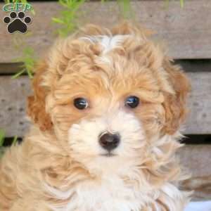 Cutie, Bich-Poo Puppy