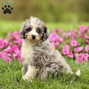 Arlo, Sheepadoodle Puppy