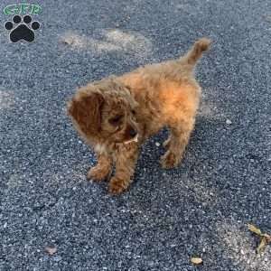 Callie, Cavapoo Puppy