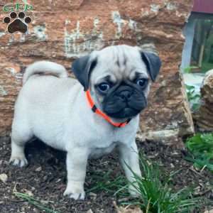 Jolly, Pug Puppy
