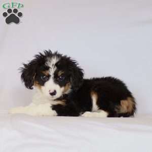 Gabby, Mini Bernedoodle Puppy